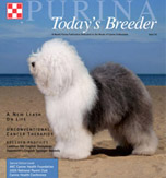 英國古代牧羊犬標準照