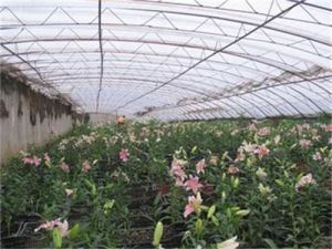 馬三家街道拉馬台村 馬三家街道拉馬台村