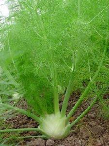 結球茴香 結球茴香