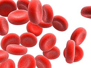 紅血細胞