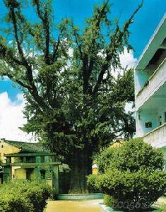 拜佛銀杏 拜佛銀杏