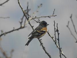 豐度指數 豐度指數