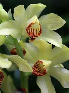 黃花鶴頂蘭 黃花鶴頂蘭