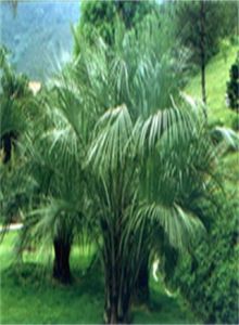 凍子椰子 凍子椰子