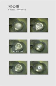 振盪反應 振盪反應