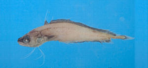 貝勞絲鰭鱈 貝勞絲鰭鱈