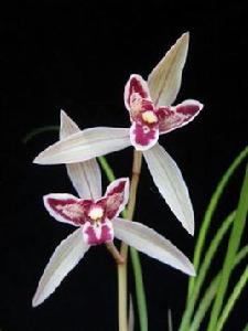 玉兔彩蝶 玉兔彩蝶