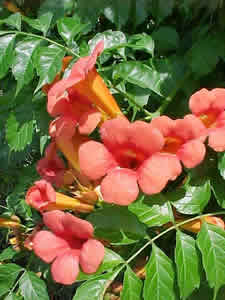 四季凌霄 四季凌霄