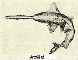 尖齒鋸鰩 尖齒鋸鰩