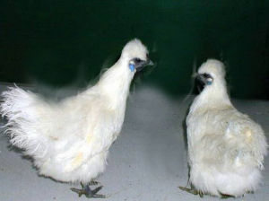 雞吸蟲病 雞吸蟲病