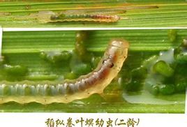 稻縱卷葉蟲 稻縱卷葉蟲