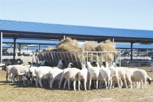 杜蒙肉羊 杜蒙肉羊