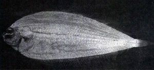 北原氏左鮃 北原氏左鮃