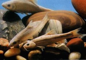 小孔金錢䰾 小孔金錢䰾