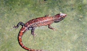 海南棱蜥 海南棱蜥