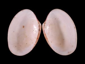 四射綴錦蛤 四射綴錦蛤