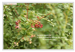 鱗葉小檗 鱗葉小檗