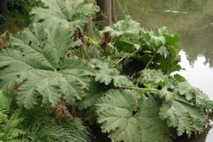 大葉蟻塔 大葉蟻塔