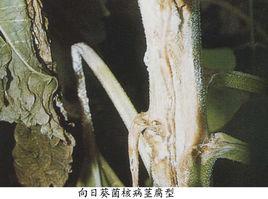 向日葵菌核病 向日葵菌核病