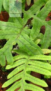 日本水龍骨 日本水龍骨