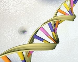 DNA雙螺鏇 DNA雙螺鏇