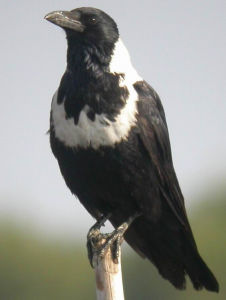 白頸岩鶥 白頸岩鶥