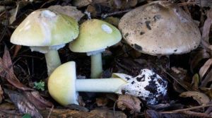 鵝膏蕈鹼 鵝膏蕈鹼