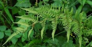 狹基蹄蓋蕨 狹基蹄蓋蕨