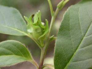 假小檗(原變種) 假小檗(原變種)