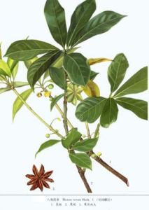 閩皖八角 閩皖八角