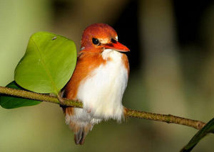 馬島小翠鳥 馬島小翠鳥