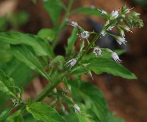 假延葉珍珠菜 假延葉珍珠菜
