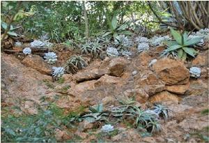 雪蓮的原生地（攝影：Kim Holbrook ）