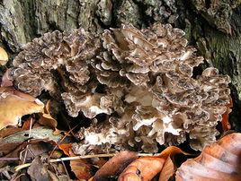 maitake maitake