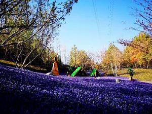 珠江四季悅城景觀實景圖