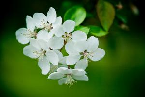 可愛杜鵑 可愛杜鵑