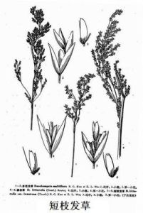 短枝發草 短枝發草
