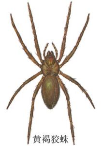黃褐狡蛛 黃褐狡蛛