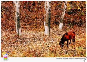喇叭溝門自然保區 喇叭溝門自然保區