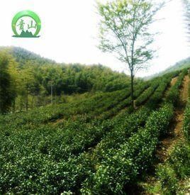 天目湖白茶 天目湖白茶