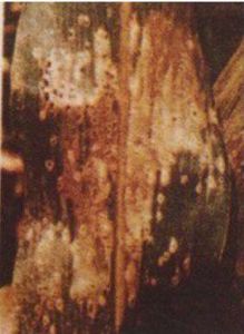 玉米黑痣病 玉米黑痣病