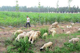 楊屯村[河南省開封市杞縣邢口鎮楊屯村]
