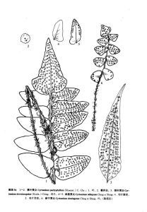 新寧貫眾 新寧貫眾