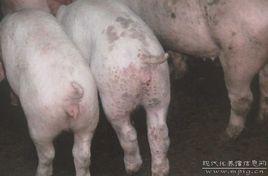豬瘟病毒 豬瘟病毒