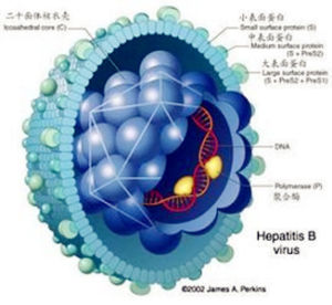 B型肝炎表面抗體