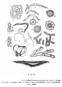 無紋紫背苔 無紋紫背苔