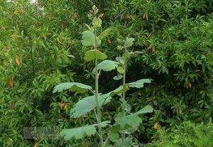 博落回提取物 博落回提取物