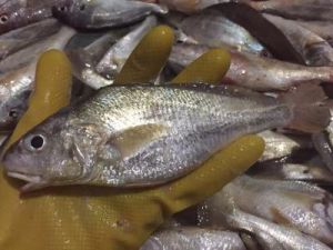 大眼白姑魚 大眼白姑魚