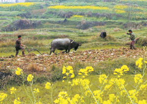 油菜黃，春耕忙