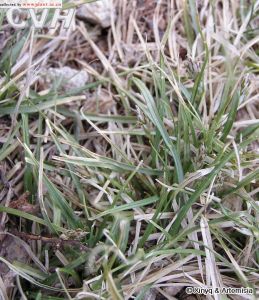 白穎薹草 白穎薹草